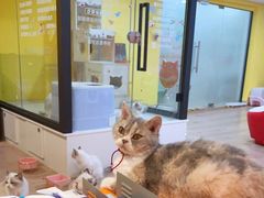 -Bastet sally猫舍购宠(静安店)
