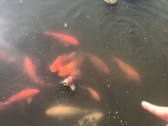 -西湖外事游船(花港观鱼码头)