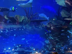 -迪拜帆船酒店海底餐厅