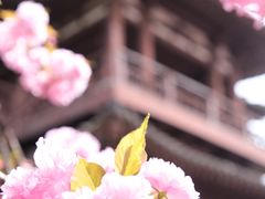 -西安青龙寺遗址景区