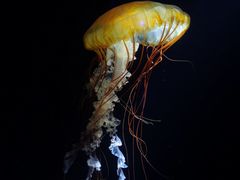 -欢乐海岸海洋奇梦馆