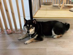 -柴迷FANS CLUB·柴犬狗咖·猫咖