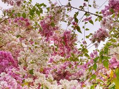 -深圳国际园林花卉博览园