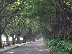-大湾区中央湿地公园
