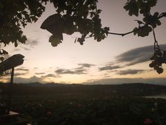 -西湖外事游船(花港观鱼码头)