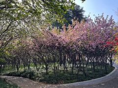 -洛阳市隋唐城遗址植物园