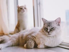 -Heymao猫咖.咖啡厅(东门店)