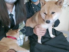 -柴犬高等学院·狗咖·柴犬售卖·宠物训练