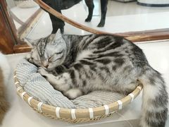 -共舞时光猫咖·狗咖(新街口店)