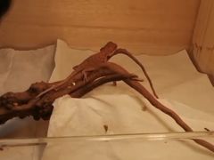 -北京观赏动物医院·24小时大型综合·猫专科·异宠专科