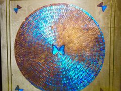 -上海昆虫博物馆