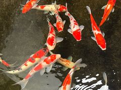 -鲤院·新中式美学·庭院餐厅(夫子庙店)