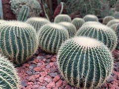 -昆明植物园