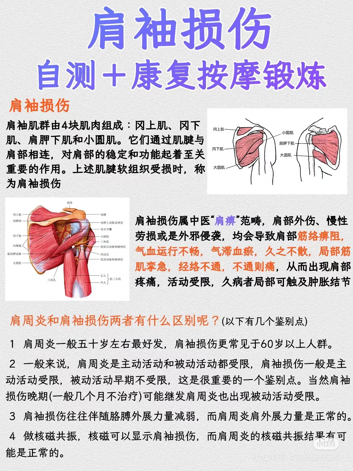 肩袖损伤康复图解图片