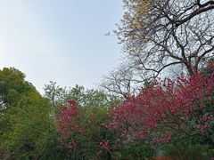-杭州植物园