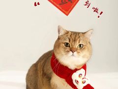 -瑞派宠物医院·犬猫全科·猫友好(宾水西道店)