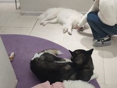 -怪兽屋·羊驼·猫咖·狗咖(俊华广场店)