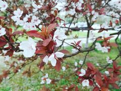 -昆山城市生态森林公园