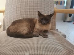 -滚猫咖啡·猫咖·猫友好撸猫(未来城店)