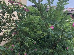 -西双版纳融创皇冠假日度假酒店