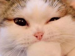 -飞行喵MR PILOT|猫舍·猫咖(静安大融城店)