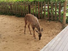 -野象谷景区