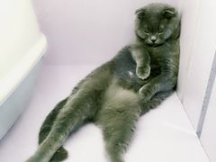 -喵的天空名猫咖啡馆·撸猫·猫舍·用品