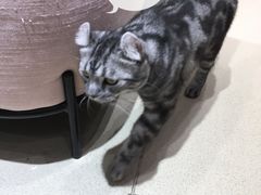 -藏猫猫咖啡主题馆(中央大道店)