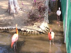 -西霞口神雕山野生动物世界