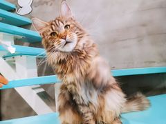 -十年猫舍·猫咪专门店(普陀店)