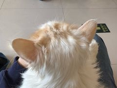 -平行世界·猫咖(首经贸店)