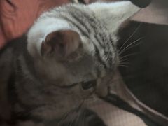 -宠福鑫康馨动物医院·骨科·眼科