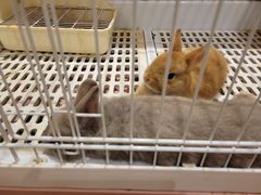 -猫猫幼稚园·撸猫·桌游·电玩
