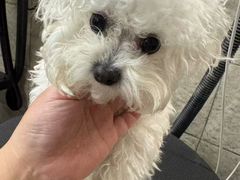 -帕帕拉兹宠物(亚洲旗舰店)