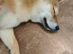 -啡语