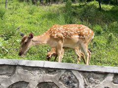 -大连森林动物园