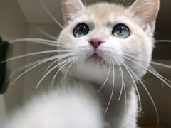 -东方名猫馆·英短金渐层布偶猫舍(环线广场1号楼店)