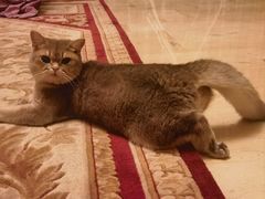 -猫十亿·布偶金渐层·曼基康矮脚猫舍(青年路店)