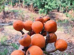 -塘栖枇杷特色园区