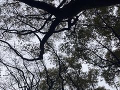 -上海共青森林公园