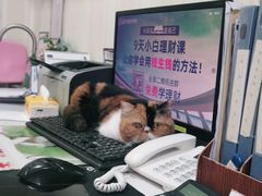 -宠爱国际动物医院· 猫科· 外科·中兽医(长白店)