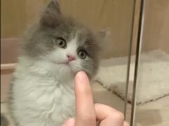 -屋虎猫馆(宝安大仟里店)