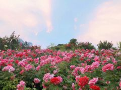 -香蜜公园