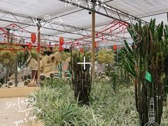 -南宫五洲植物乐园