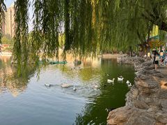 -团结湖公园