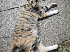 -老屋咖啡
