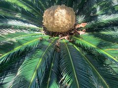 -上野德国文化村