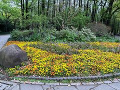 -上海共青森林公园