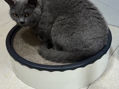 -瑞派紫金宠物医院24小时·骨科·中兽医·重症转诊中心(番禺大石院)
