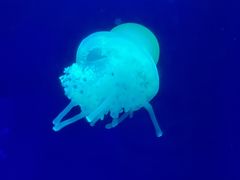 -深圳野生动物园